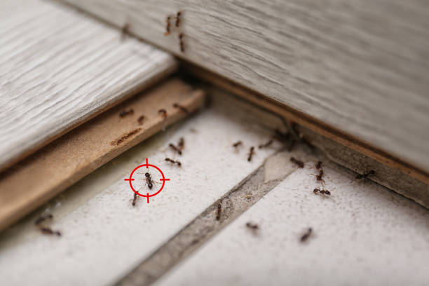 Best Exterminator Services  in Hometown, IL