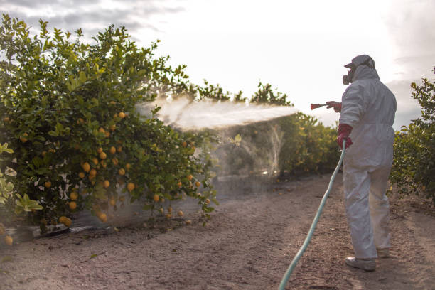 Best Bed Bug Extermination  in Hometown, IL