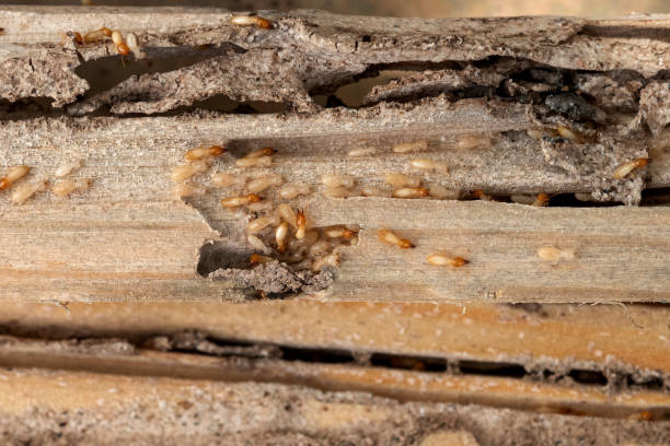 Best Affordable Pest Control Services  in Hometown, IL