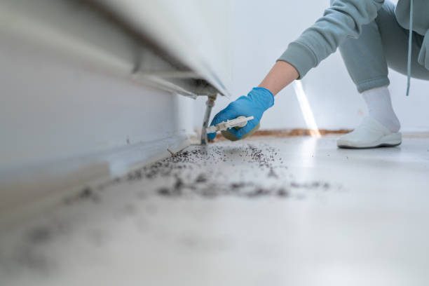 Best Flea Control Services  in Hometown, IL